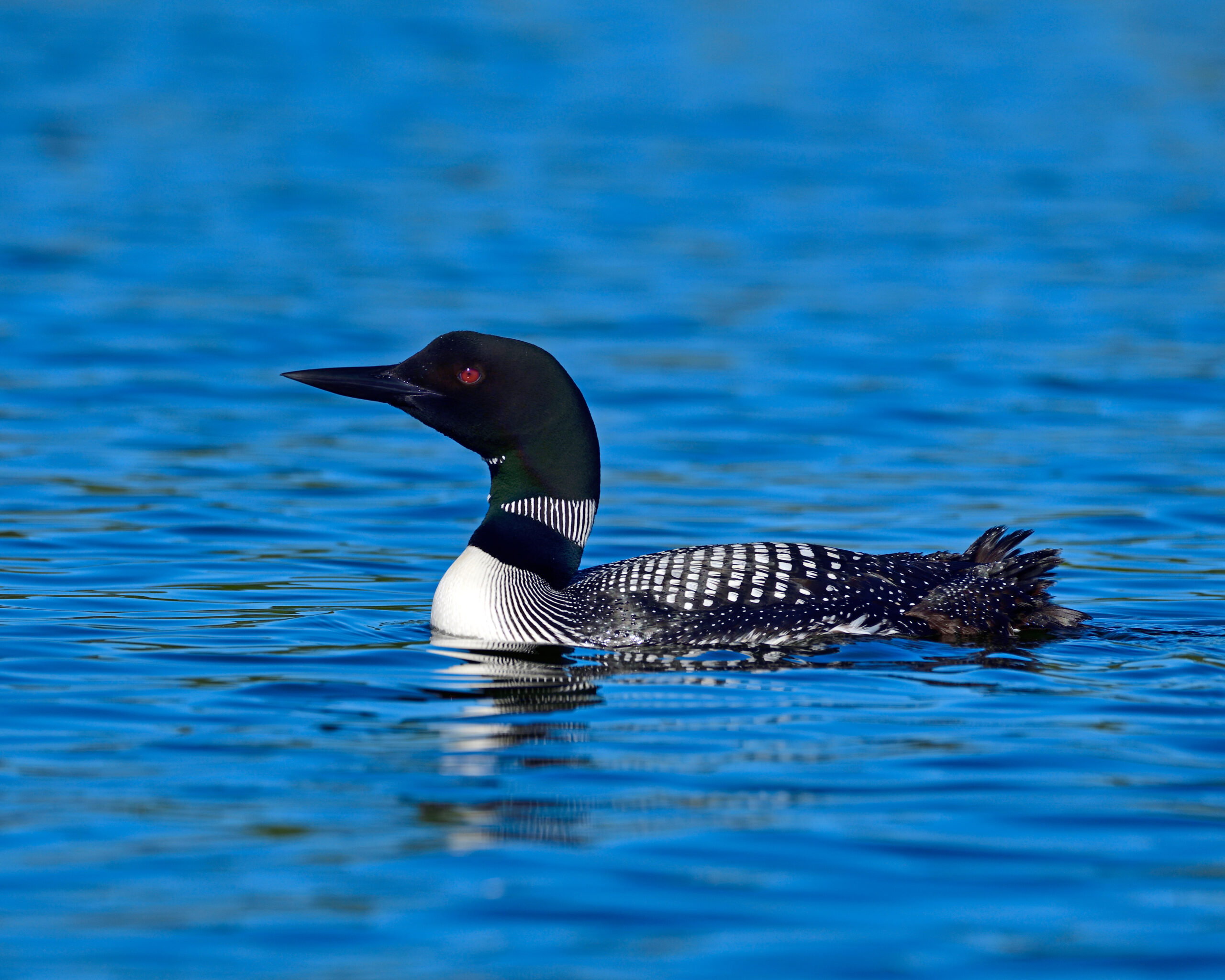 an adult Common Loon rests on a lake in the Canadian wilderness